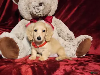 Miniature Dachshund dogs HOUSTON - Ad 11