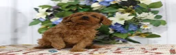 Cavapoo dogs for sale: Archie - Ad 2