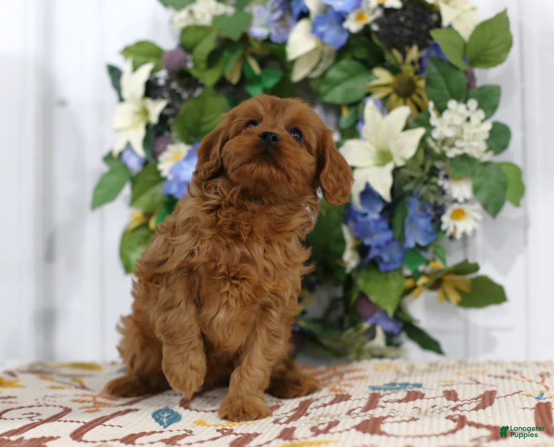 Cavapoo dogs for sale: Archie - Ad 2