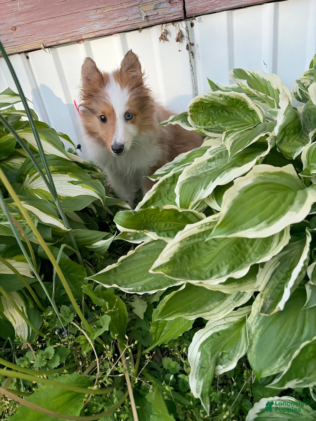 Mixed Breed dogs for sale: Gemma - Ad 2