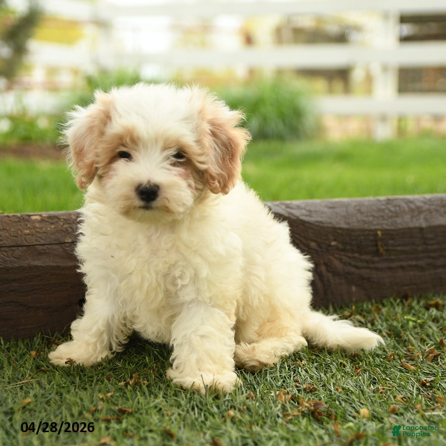Maltipoo dogs Nutmeg  - Ad 2