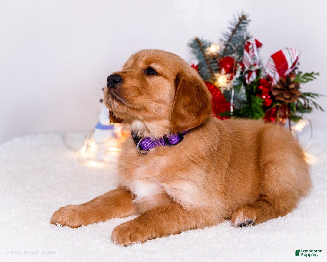 Golden Retriever dogs for sale: Elana - Ad 7