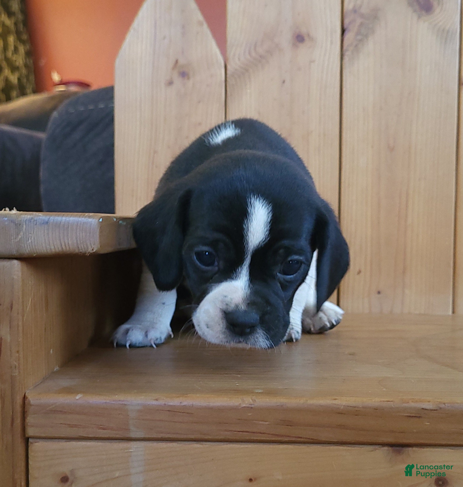 Puggle dogs Flip - Ad 4