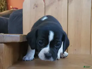 Puggle dogs Flip - Ad 4