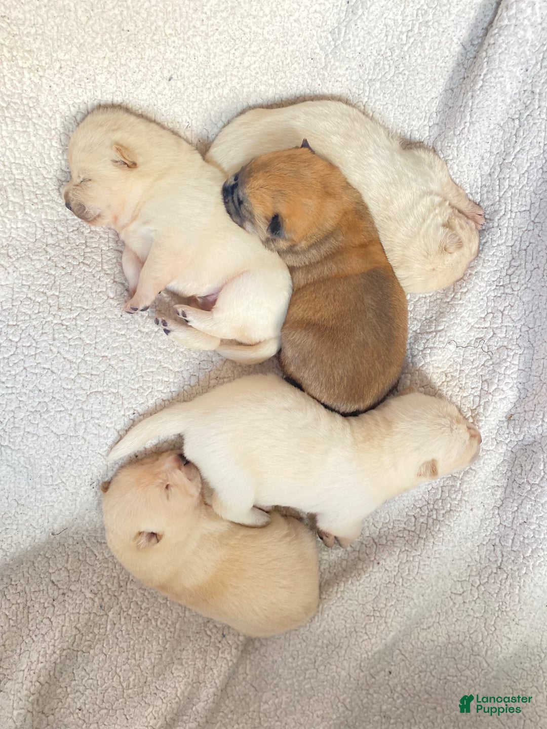 Mixed Breed dogs for sale: Chowsky - Ad 1