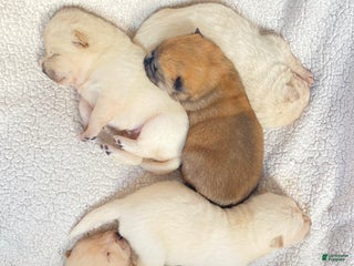 Mixed Breed dogs Chowsky - Ad 6