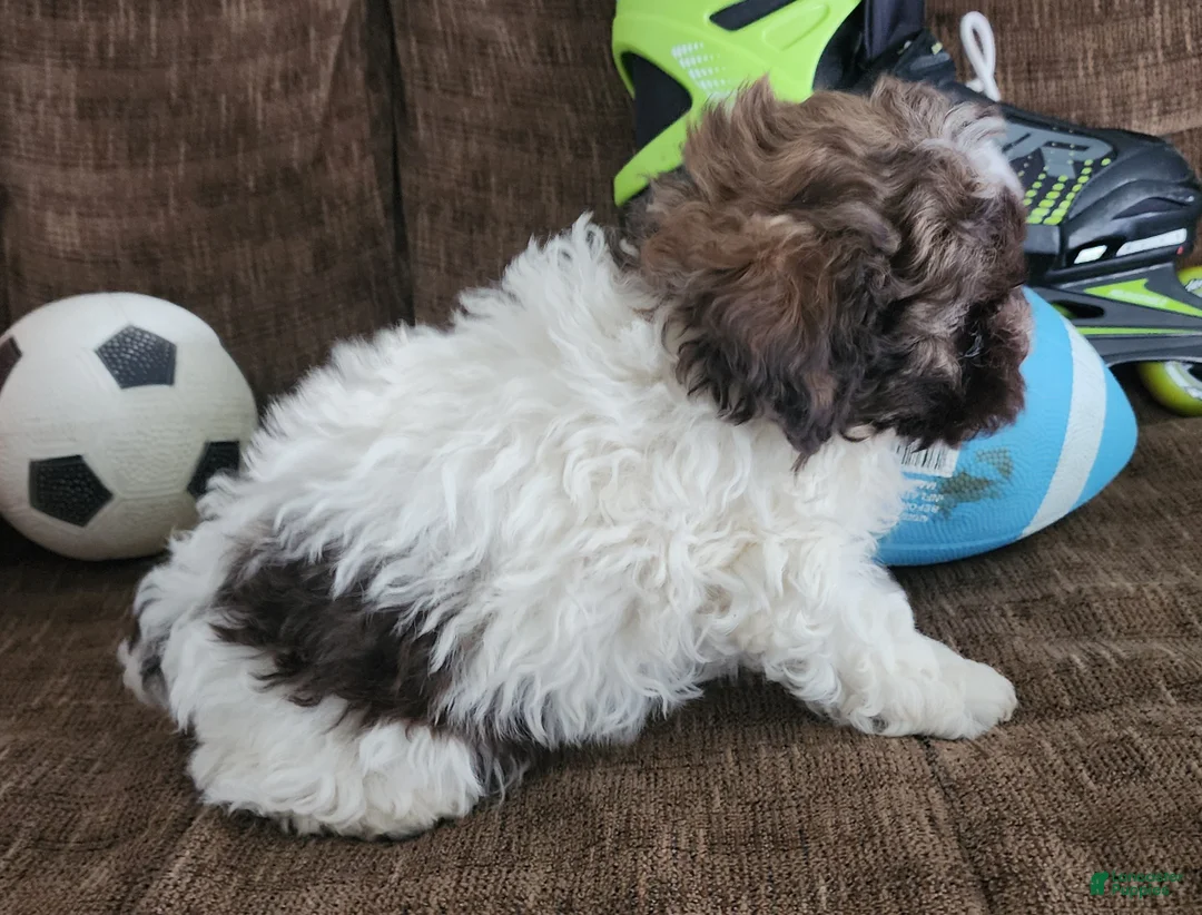 Shihpoo dogs for sale: HERCULES - Ad 6