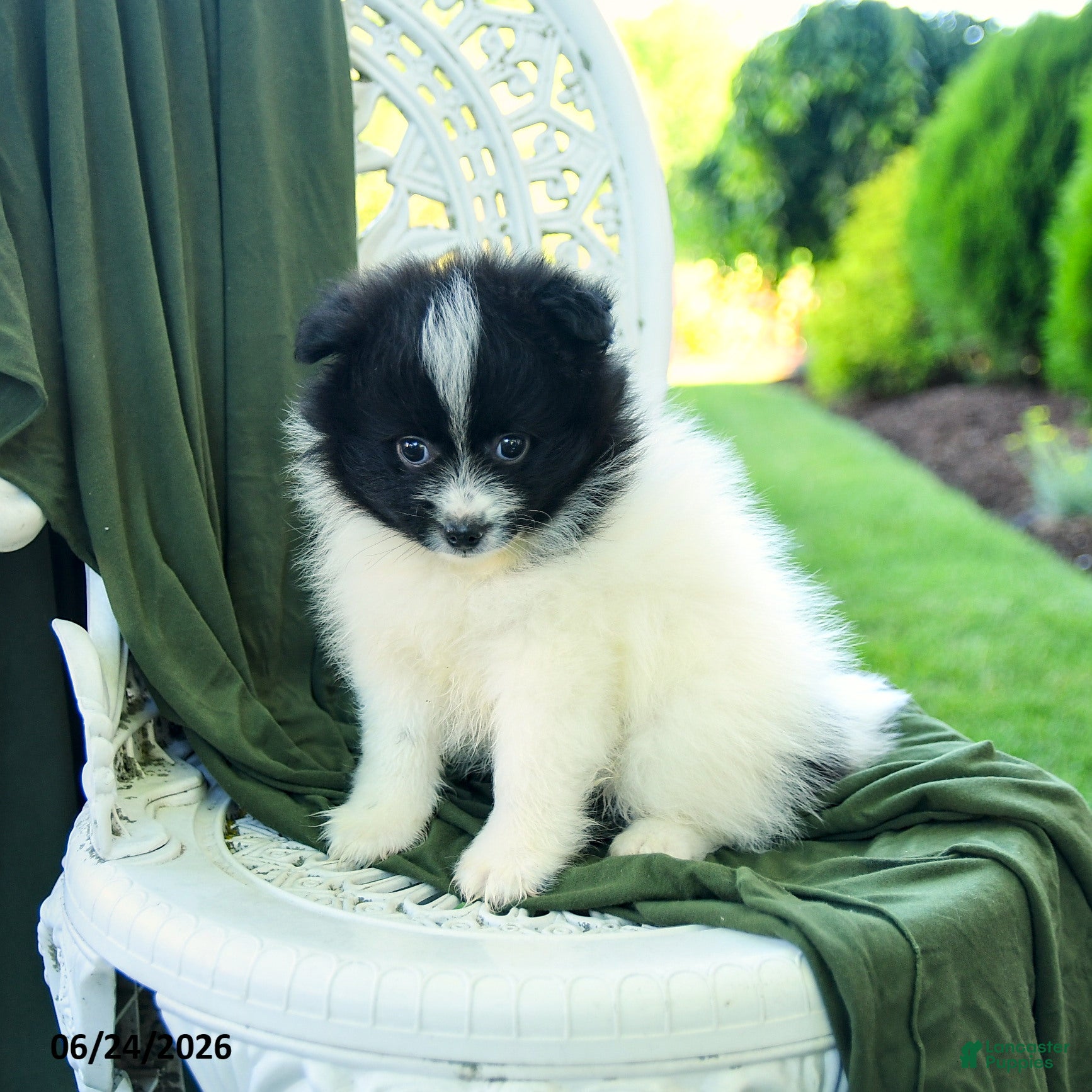 Pomeranian dogs Alex - Ad 2