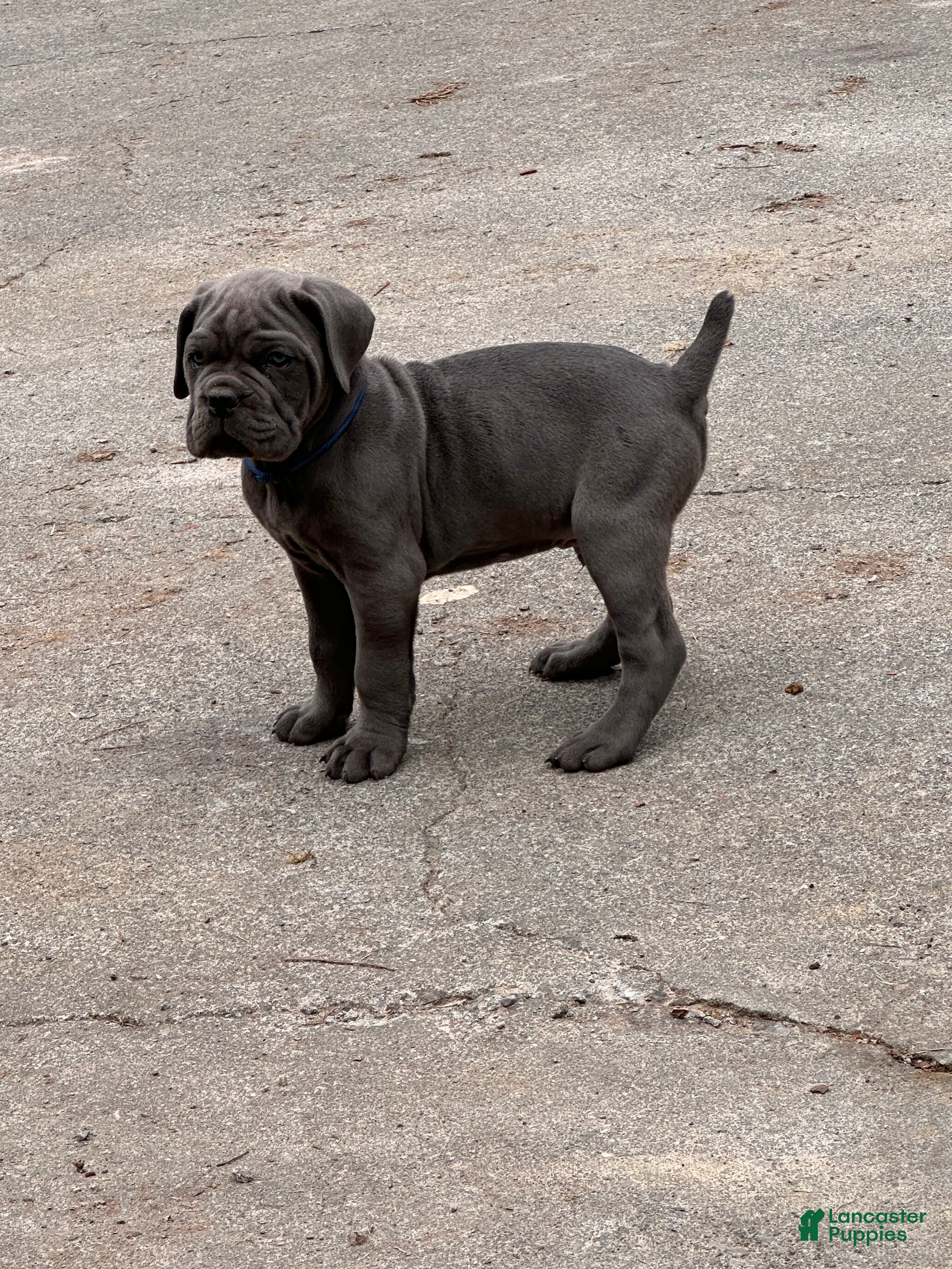 Cane Corso dogs Cane Corso Puppy 3 - Ad 35