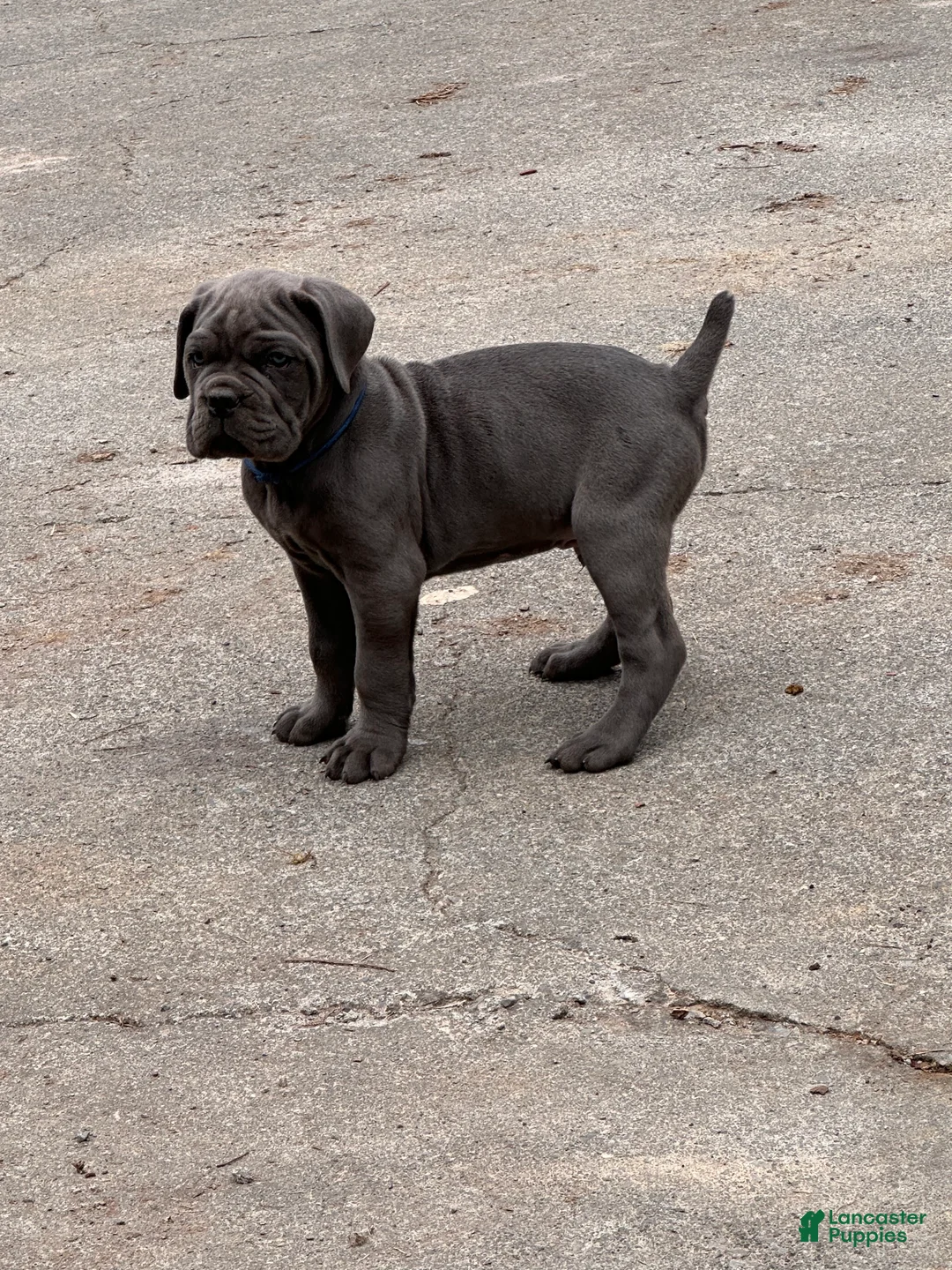 Cane Corso dogs for sale: Cane Corso Puppy 3 - Ad 1