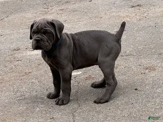Cane Corso dogs Cane Corso Puppy 3 - Ad 35