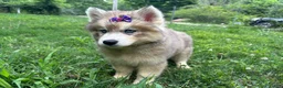 Siberian Husky dogs for sale: RISA - Ad 16