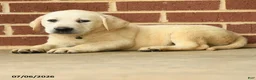 Labrador Retriever dogs for sale: Bobby - Ad 4