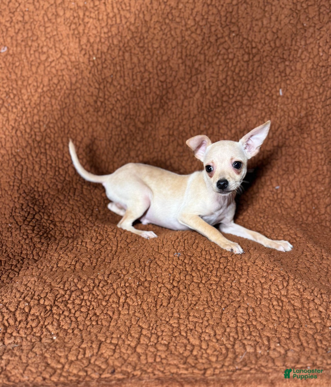 Chihuahua dogs for sale: Chucky - Ad 6