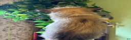 Pomsky dogs for sale: Onyx - Ad 5