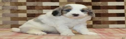 Mini Bernedoodle dogs for sale: Chip - Ad 4