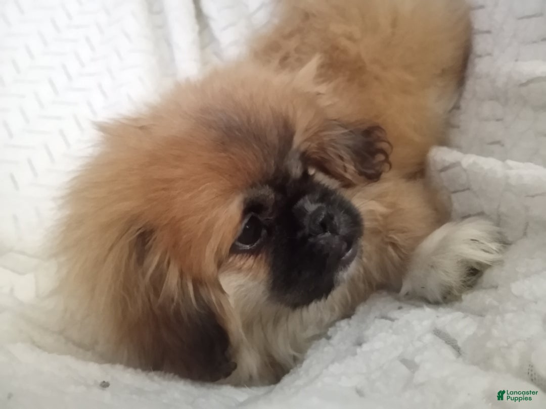 Pekingese dogs for sale: Rocky - Ad 7