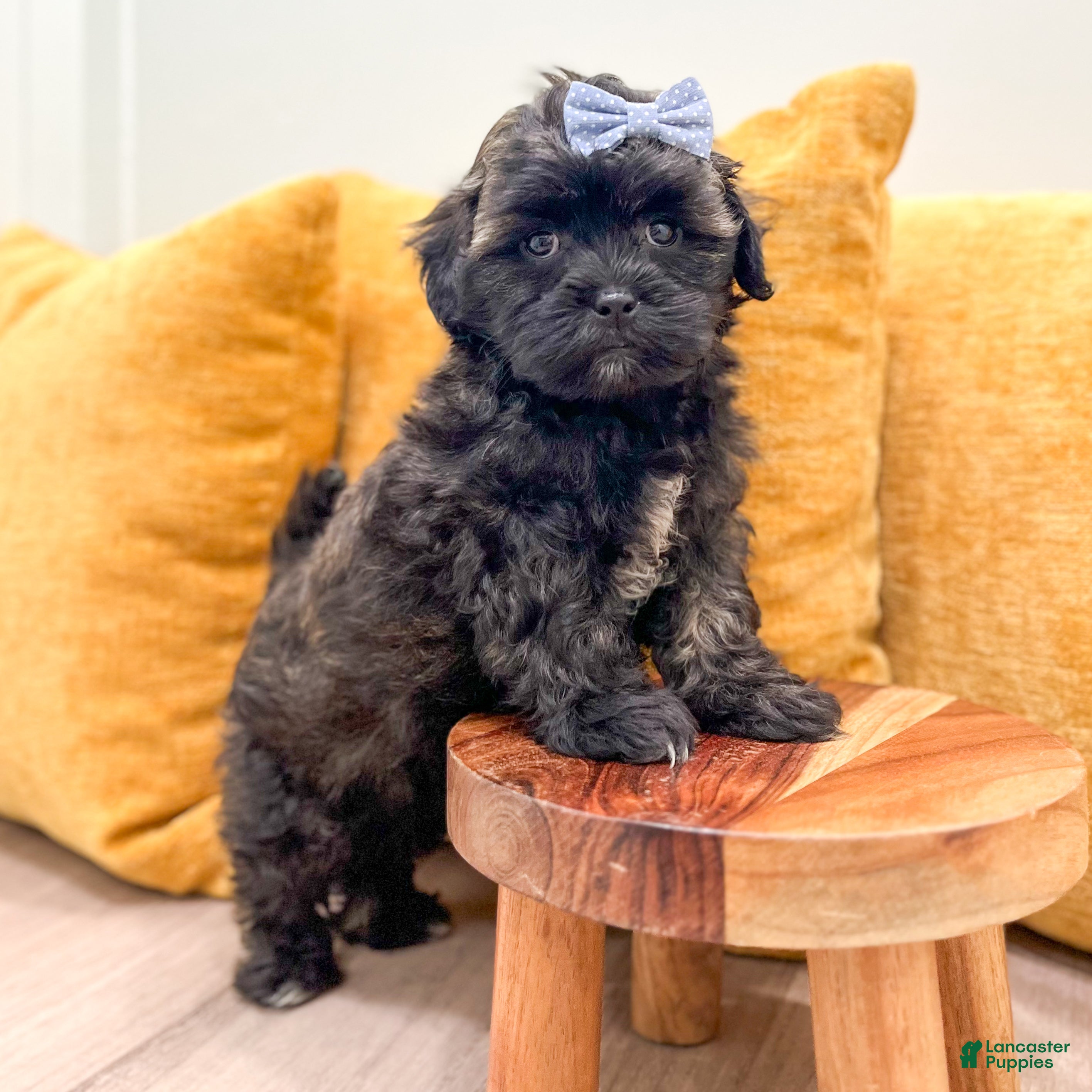 Shihpoo dogs Tommy - Ad 2