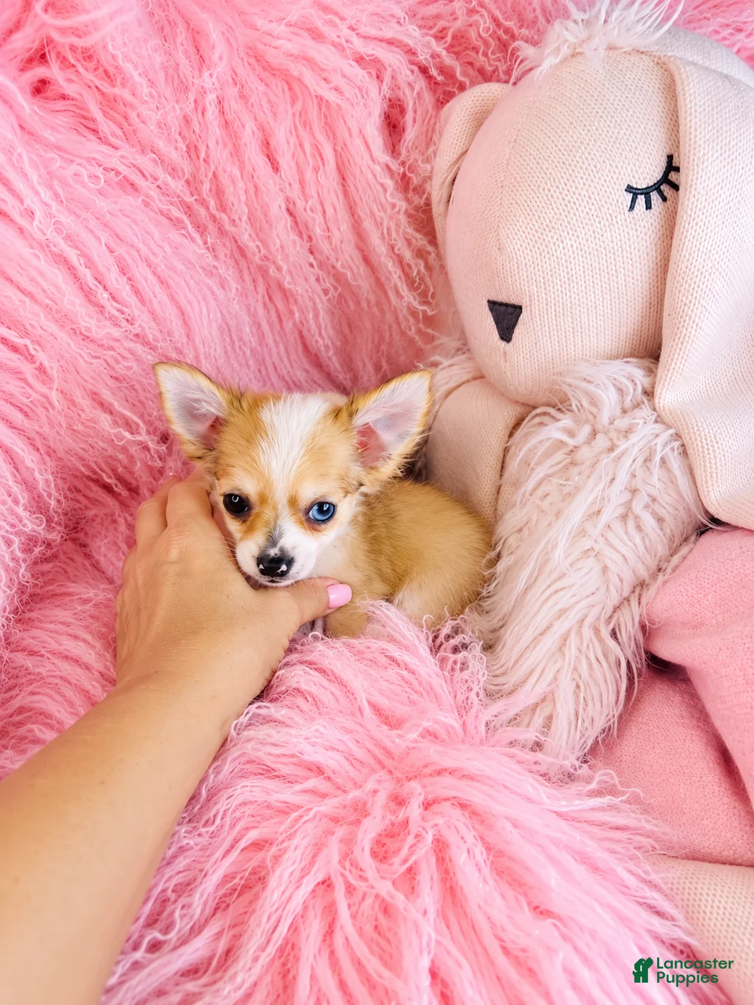 Chihuahua dogs for sale: Chihuahua 1 - Ad 3