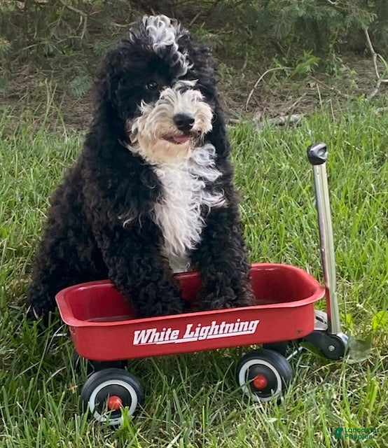 Cavapoo dogs Howard - Ad 1