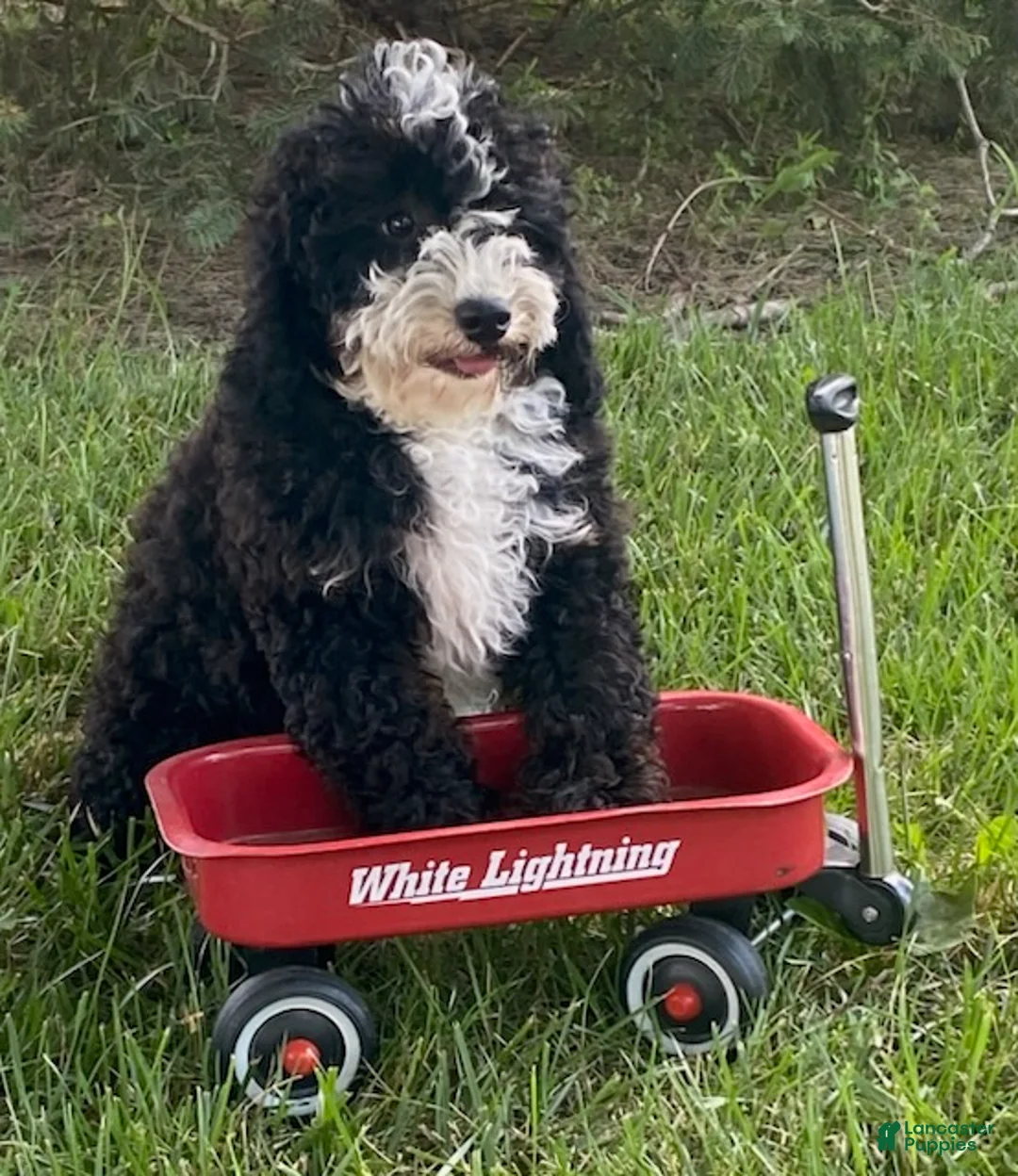 Cavapoo dogs for sale: Howard - Ad 1