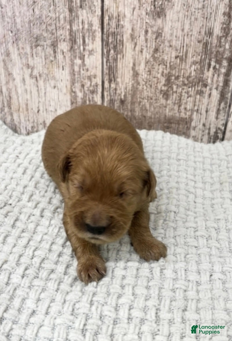 Golden Retriever dogs Golden Retriever Puppy 7 - Ad 39