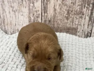 Golden Retriever dogs Golden Retriever Puppy 7 - Ad 39