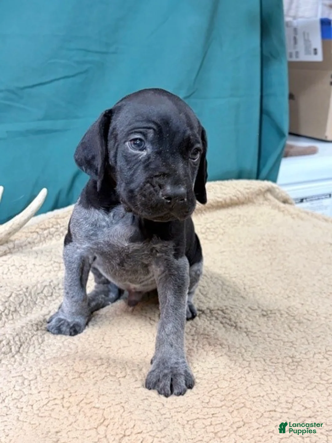 German Shorthaired Pointer dogs for sale: GSP male Star - Ad 2