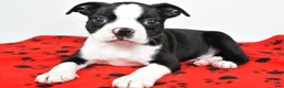 Boston Terrier dogs for sale: Charles - Ad 6