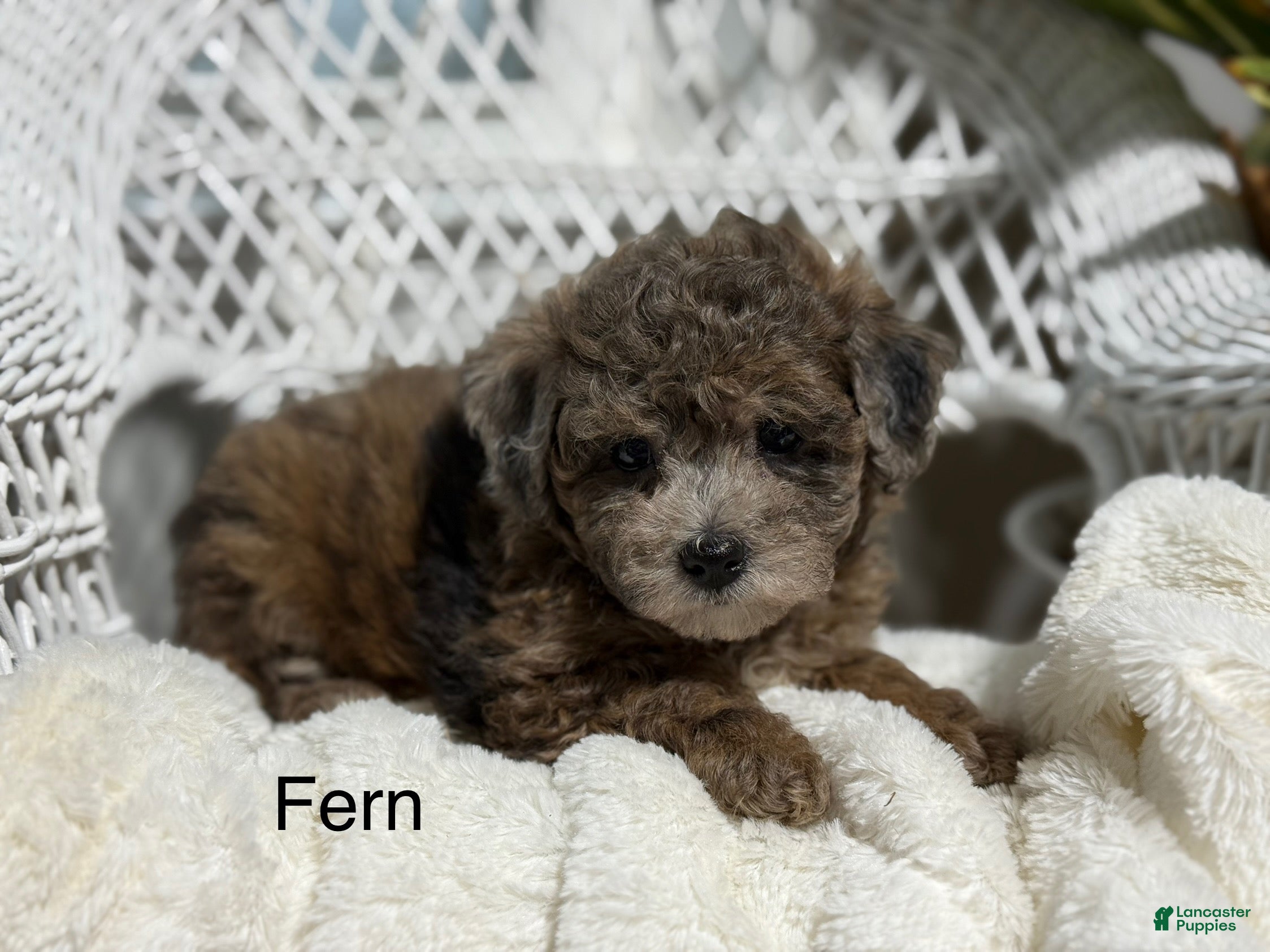 Bichpoo dogs Fern - Ad 32