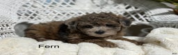 Bichpoo dogs for sale: Fern - Ad 1