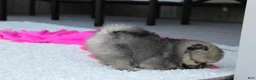 Pomeranian dogs for sale: Lola - Ad 10