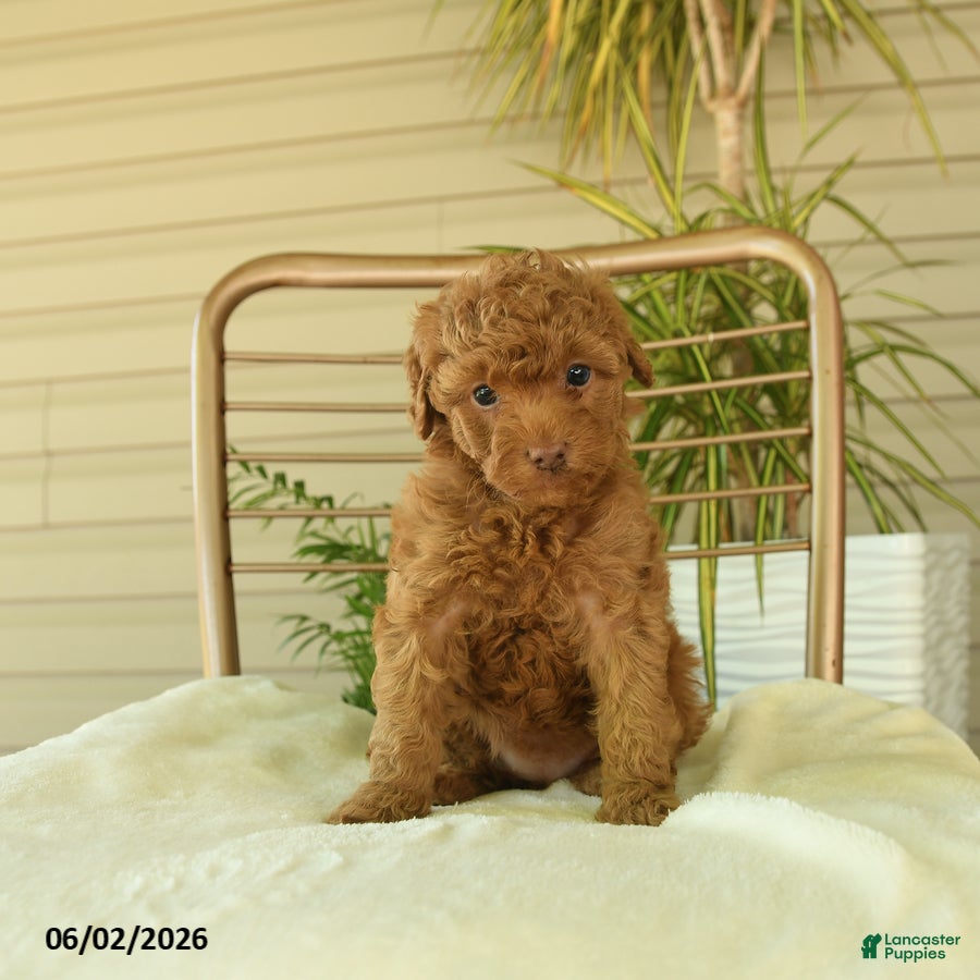 Miniature Poodle dogs for sale: Mocha - Ad 4