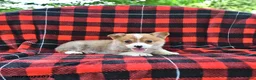 Welsh Corgi Pembroke dogs for sale: Pepper - Ad 3