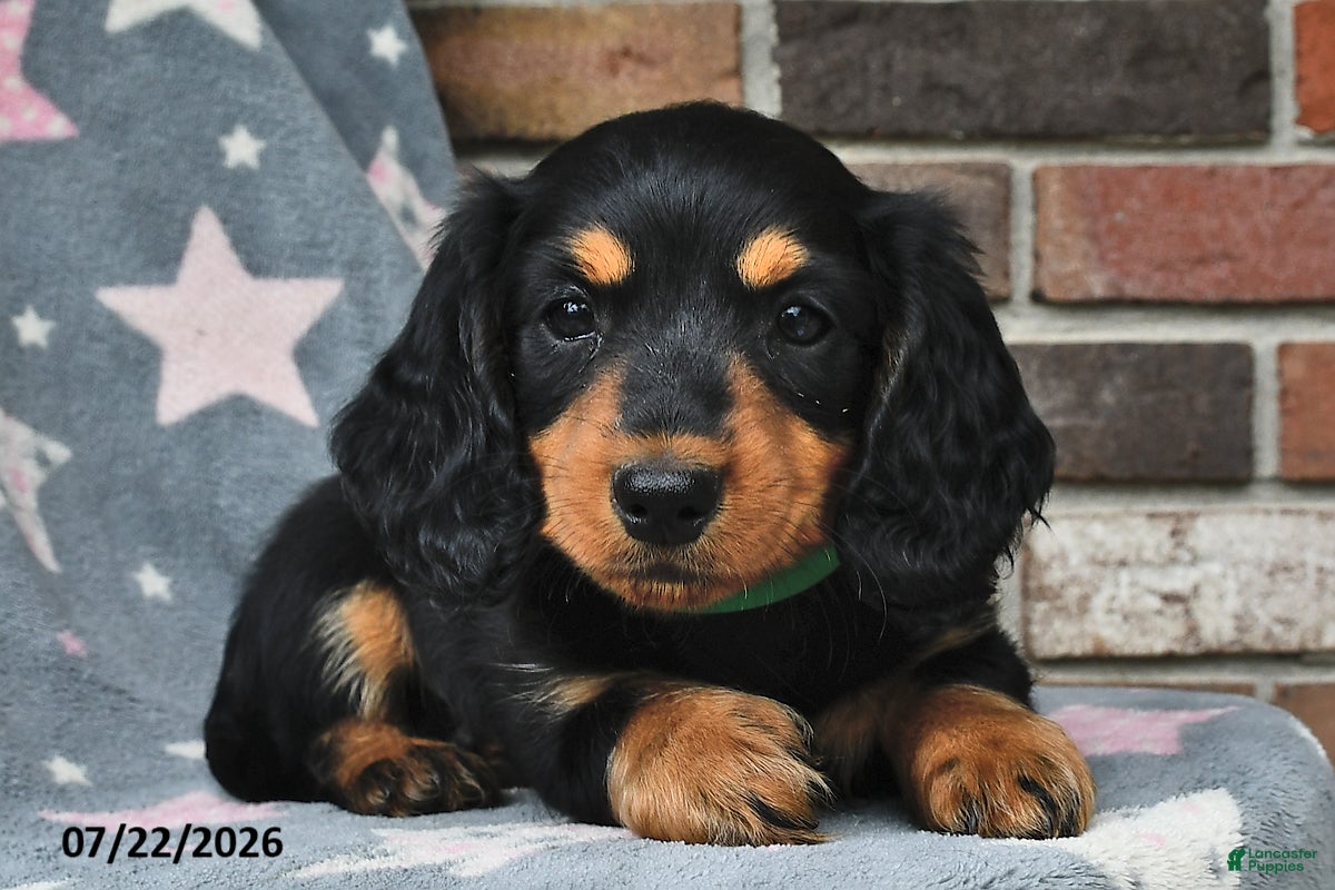Miniature Dachshund dogs for sale: Flames - Ad 2