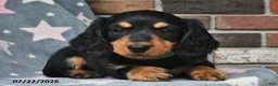 Miniature Dachshund dogs for sale: Flames - Ad 1