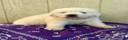 Great Pyrenees dogs for sale: Great Pyrenees Puppy 5 Purple - Ad 1