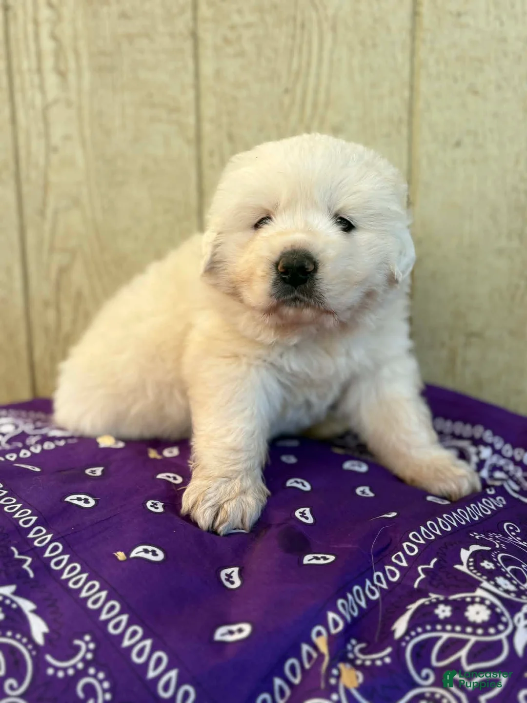 Great Pyrenees dogs for sale: Great Pyrenees Puppy 5 Purple - Ad 1