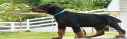 Doberman Pinscher dogs for sale: Maximus - Ad 3