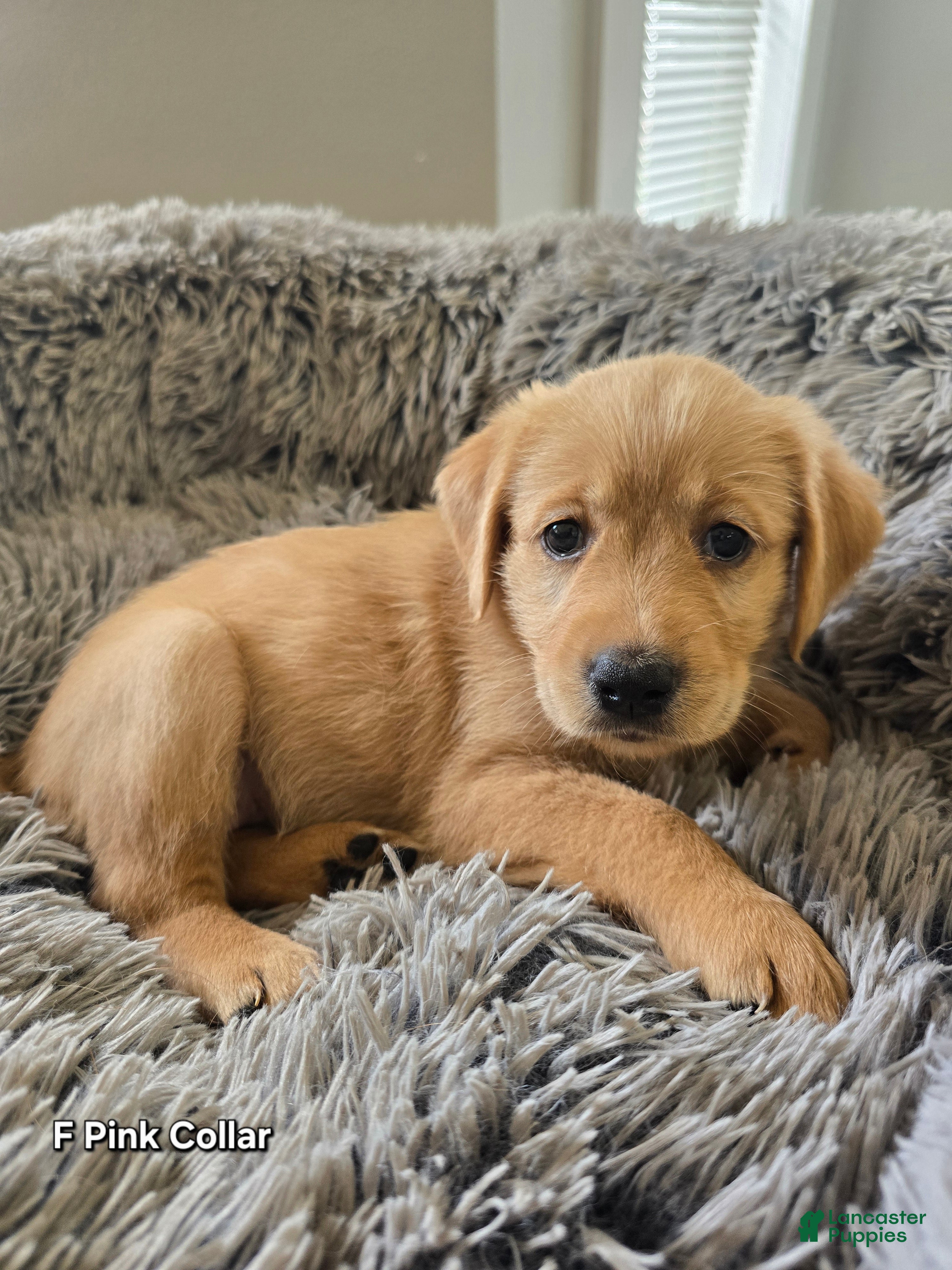 Goldendoodle dogs Goldendoodle Puppy 8 - Ad 33