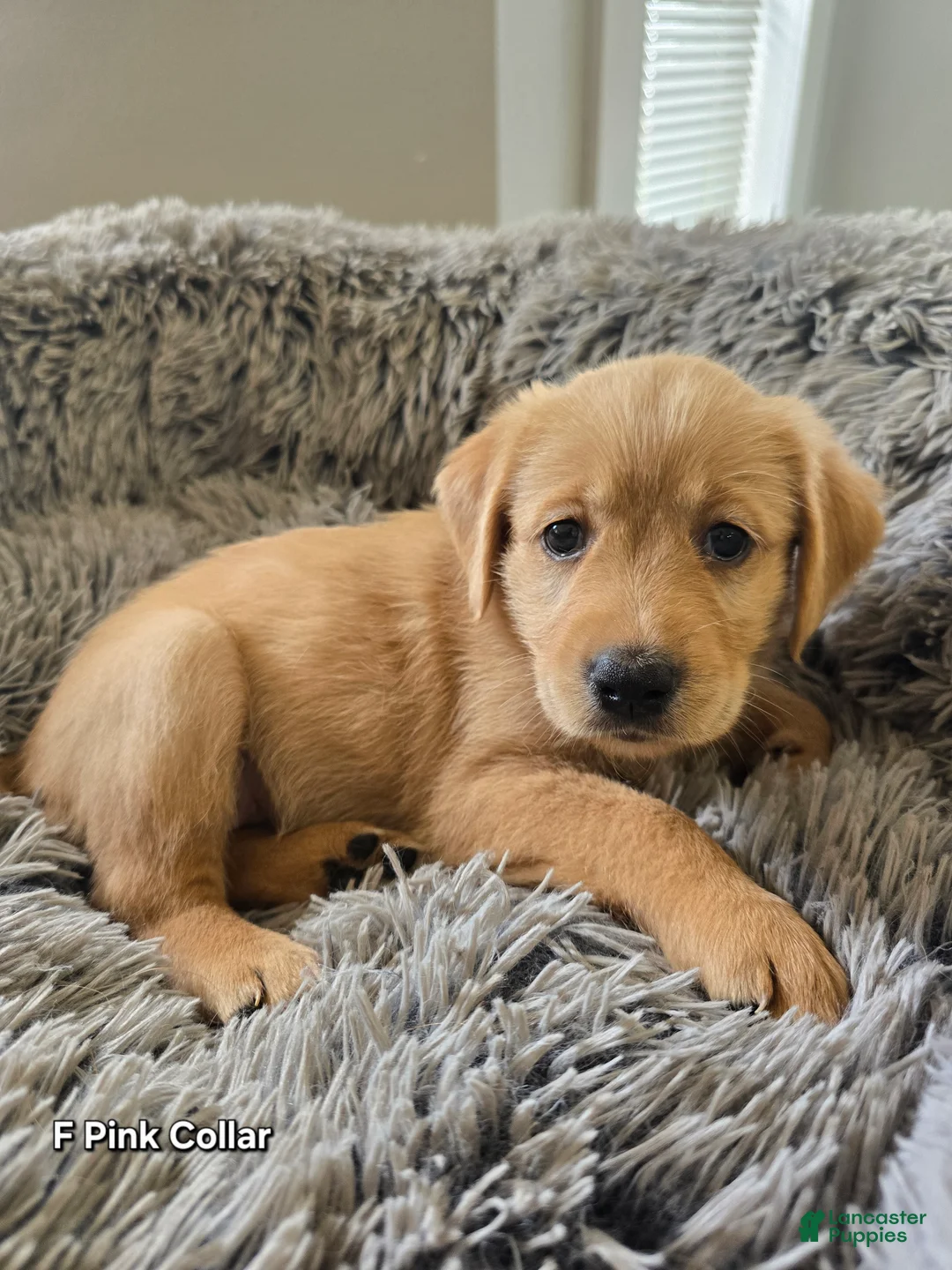Goldendoodle dogs for sale: Goldendoodle Puppy 8 - Ad 1