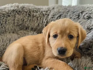 Goldendoodle dogs Goldendoodle Puppy 8 - Ad 24