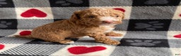 Toy Poodle dogs for sale: Star - Ad 2