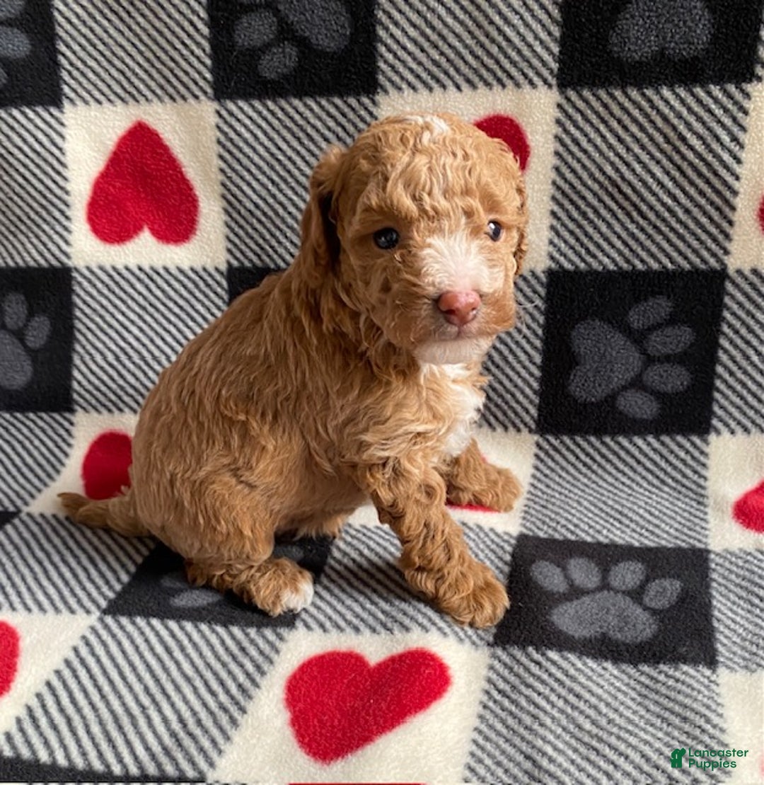 Toy Poodle dogs for sale: Star - Ad 2