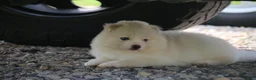 Pomsky dogs for sale: Frosty - Ad 4
