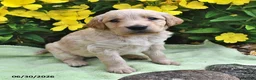 Goldendoodle dogs for sale: Elvis - Ad 4