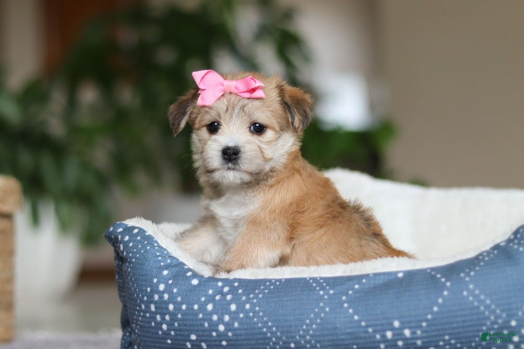 Morkie dogs for sale: Lola - Ad 7