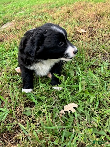Miniature Australian Shepherd dogs for sale: Peter Rabbit - Ad 1
