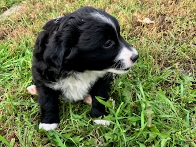 Miniature Australian Shepherd dogs for sale: Peter Rabbit - Ad 1
