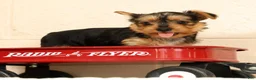 Yorkshire Terrier dogs for sale: Dolly - Ad 5